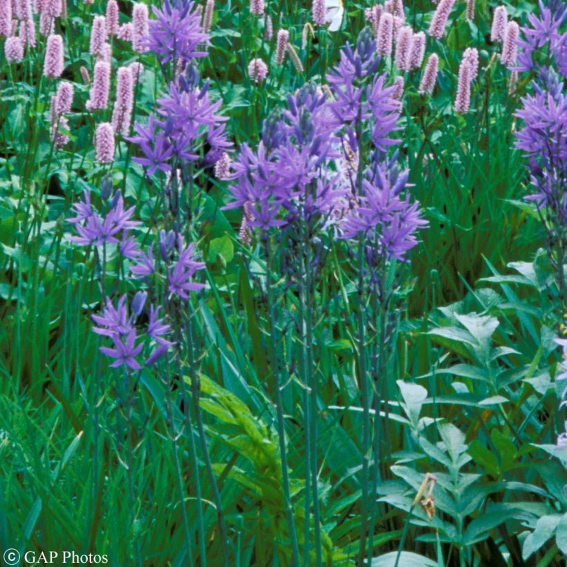 Camassia quamash - Prairielelie (Groeiplaats)