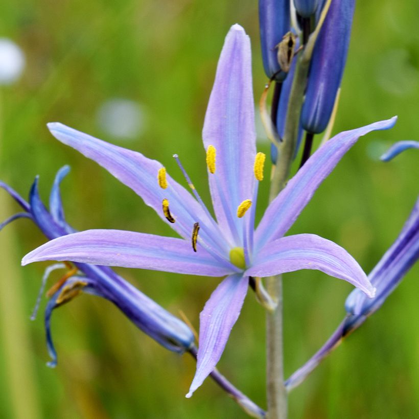 Camassia quamash Blue Melody - Prairielelie (Bloei)
