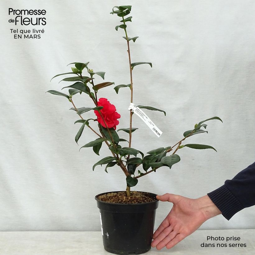 Exemplaar van Camellia japonica Adolphe Audusson - Japanse camelia Pot van 4 l/5 l zoals geleverd in de lente