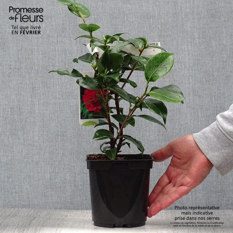 Exemplaar van Camellia japonica Blood of China - Japanse camelia Pot van 2 l/3 l zoals geleverd in de herfst