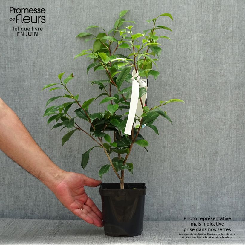 Exemplaar van Camellia japonica Blood of China - Japanse camelia Pot van 2 l/3 l zoals geleverd in de zomer