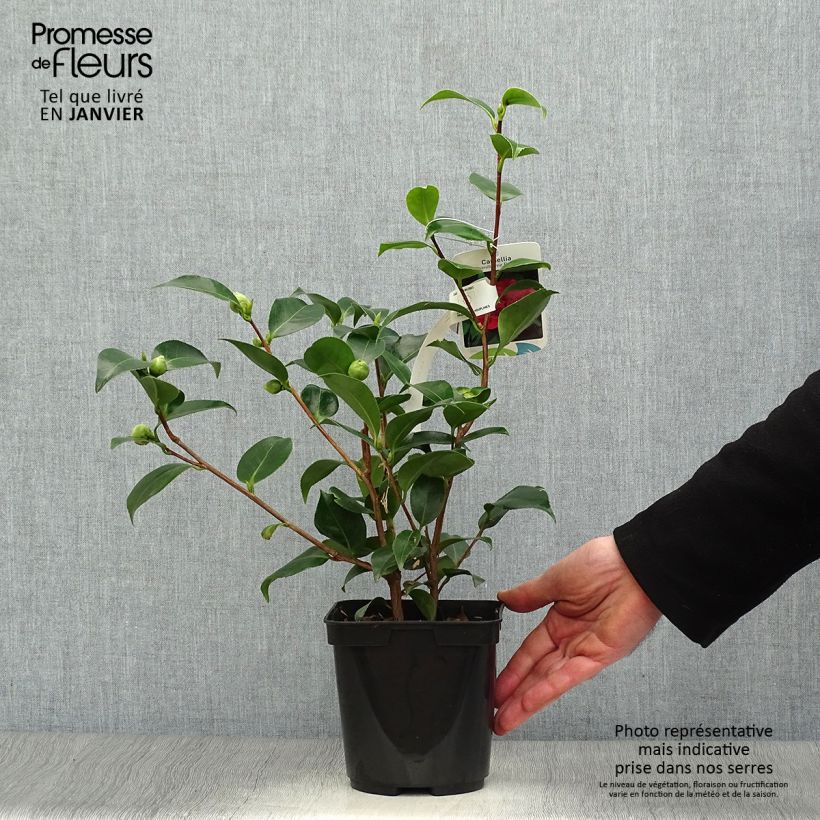 Example of Camélia Blood of China - Camellia japonica Pot van 2 l/3 l as you get in hiver