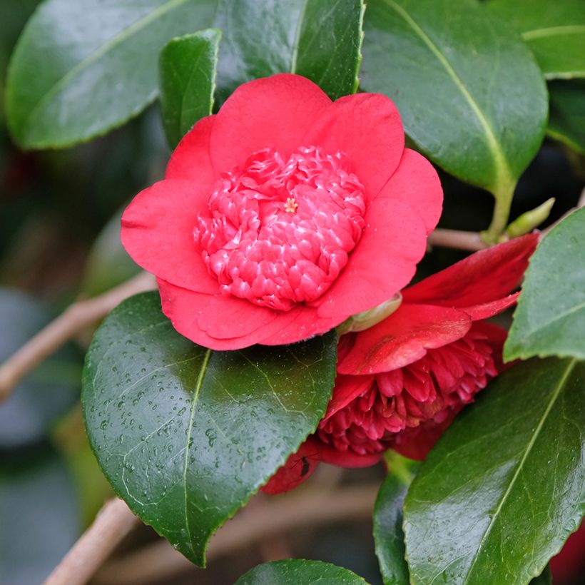 Camellia japonica Bobs Tinsie - Japanse camelia (Bloei)