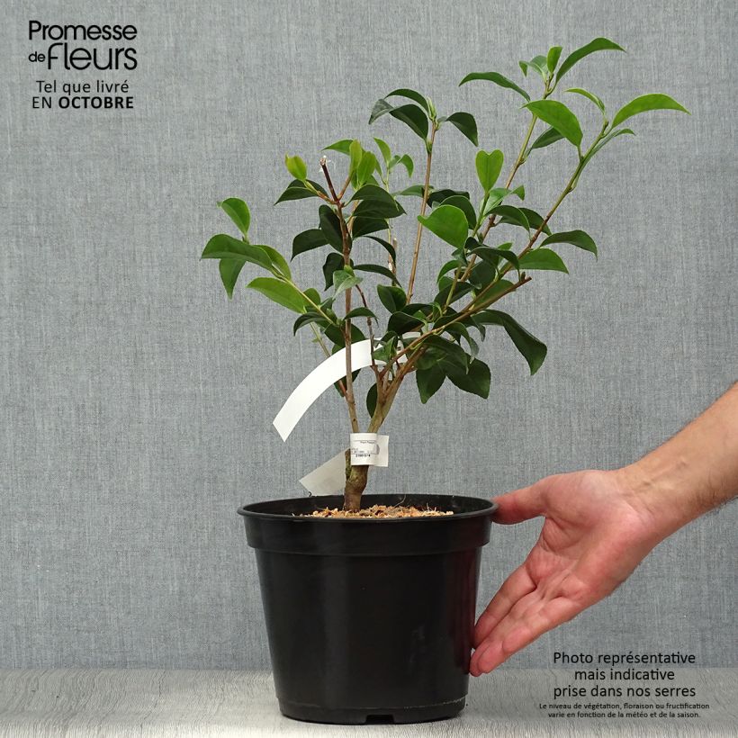 Example of Camélia Bokuhan - Camellia japonica Pot van 3 l/4 l as you get in automne