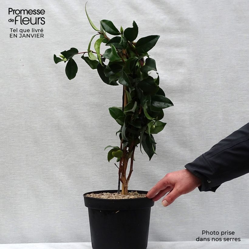 Example of Camélia Bonomiana - Camellia japonica Pot van 3 l/4 l as you get in hiver