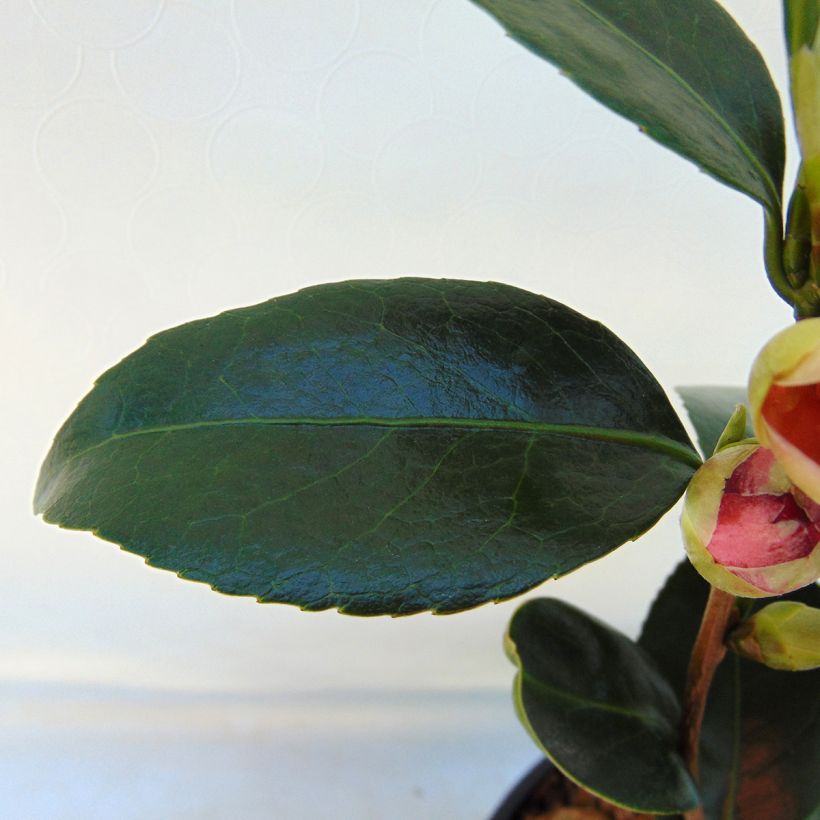 Camellia japonica Coquetti - Japanse roos (Foliage)