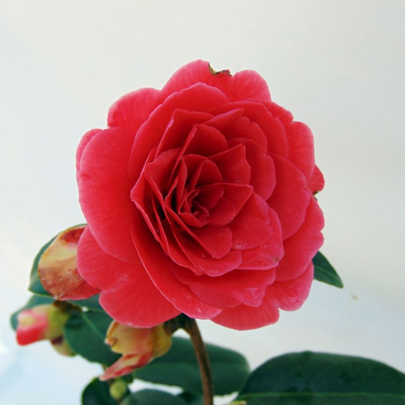 Camellia japonica Coquetti - Japanse roos (Flowering)