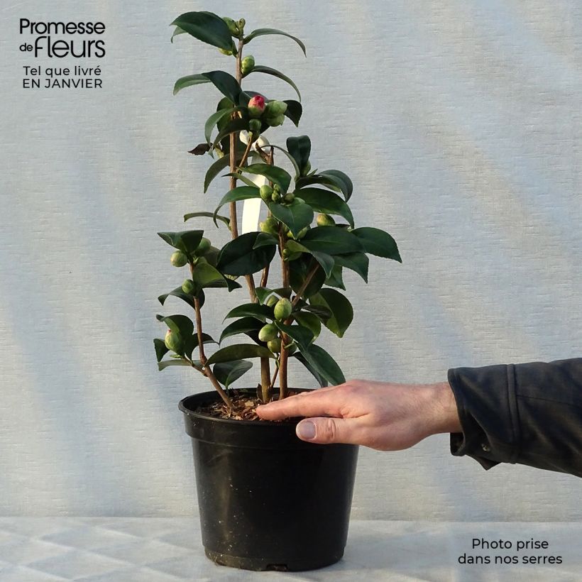 Example of Camellia japonica Coquetti - Japanse roos Pot van 4 l/5 l as you get in hiver