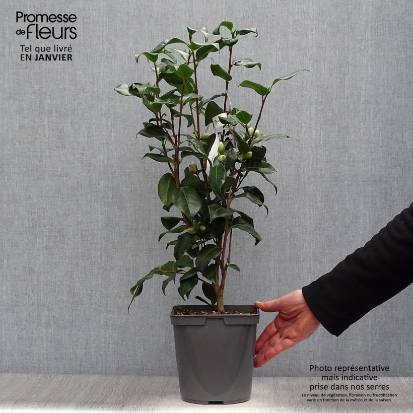 Example of Camélia Dainty California - Camellia japonica Pot van 2 l/3 l as you get in hiver