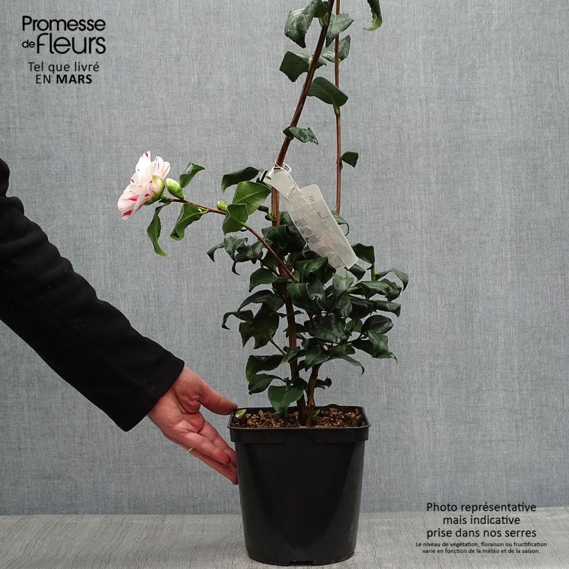 Exemplaar van Camellia japonica Dainty California - Japanse roos Pot van 2 l/3 l zoals geleverd in de lente