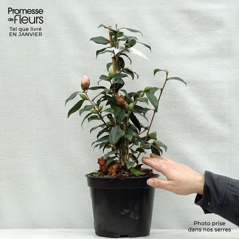 Example of Camellia x williamsii Donation - Williamsii-camelia Pot van 2 l/3 l as you get in hiver