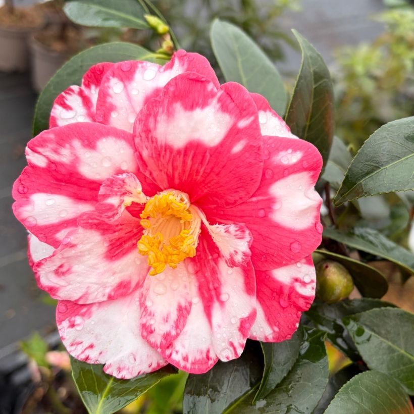 Camellia japonica Donckelarii - Japanse roos (Flowering)
