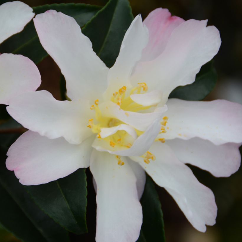Camellia sasanqua Frosted Star - Herfstcamelia (Flowering)