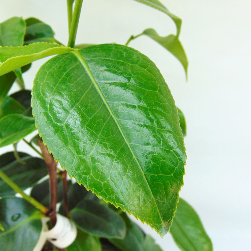 Camellia japonica Hagoromo - Japanse roos (Foliage)