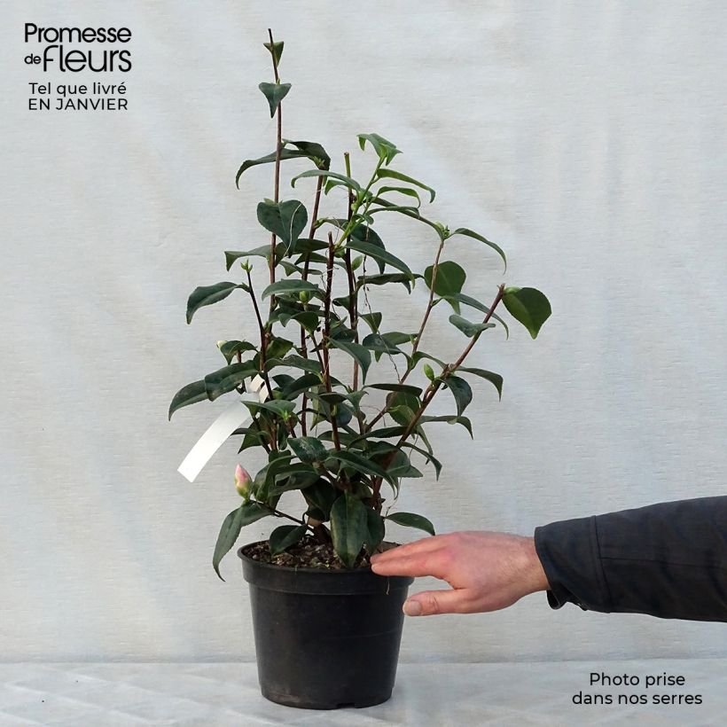 Example of Camélia Hagoromo - Camellia japonica Pot van 4 l/5 l as you get in hiver