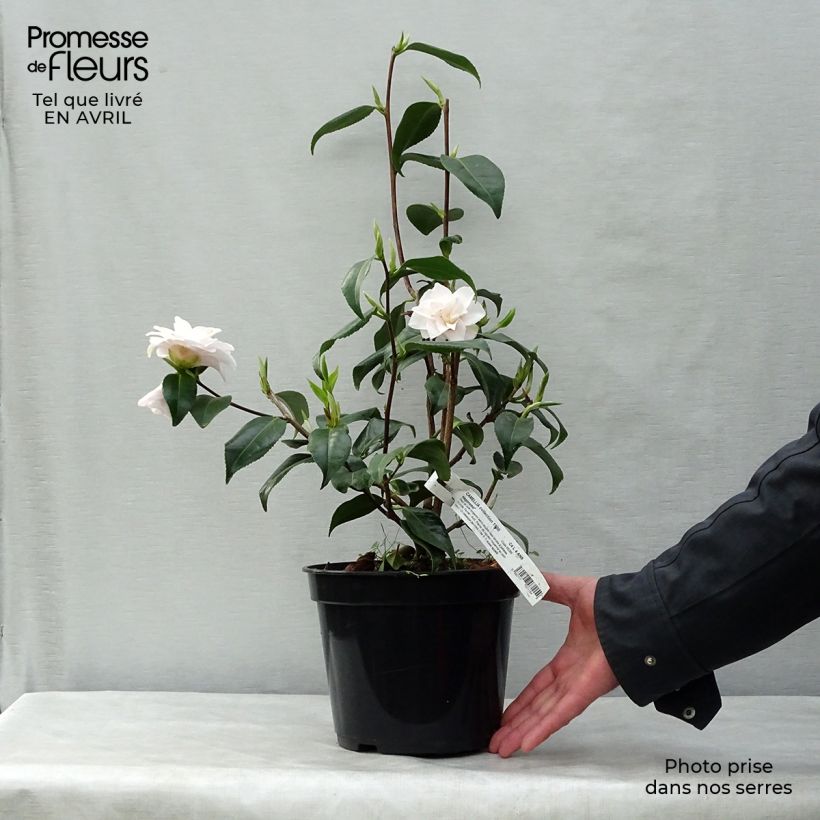Exemplaar van Camellia japonica Hagoromo - Japanse roos Pot van 4 l/5 l zoals geleverd in de lente