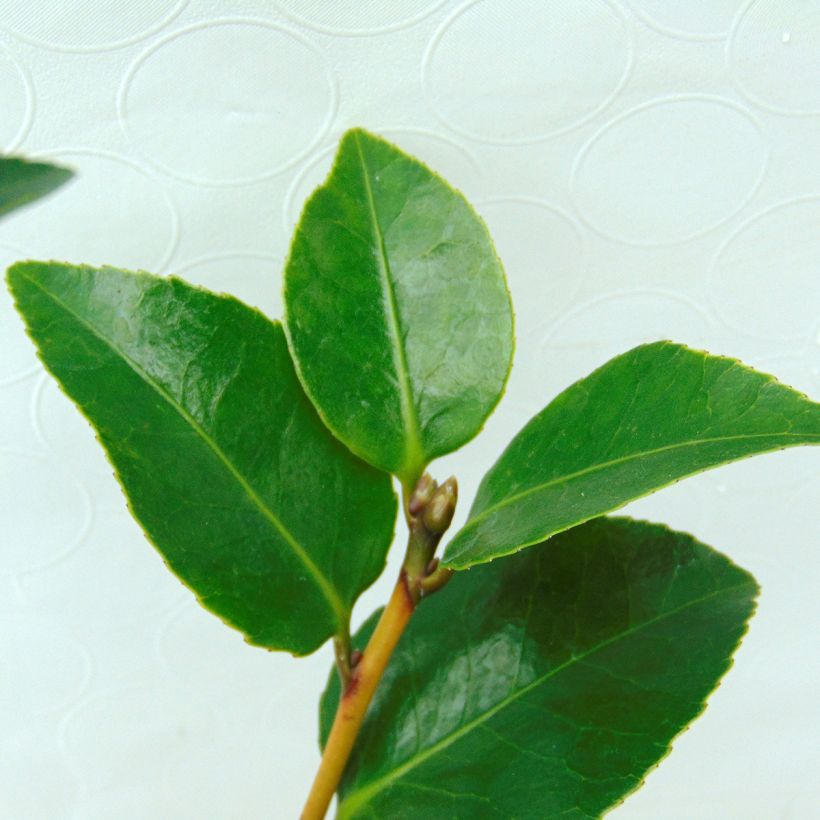 Camellia japonica Il Gioiello - Japanse roos (Foliage)