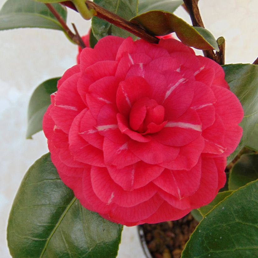 Camellia japonica Il Gioiello - Japanse roos (Flowering)