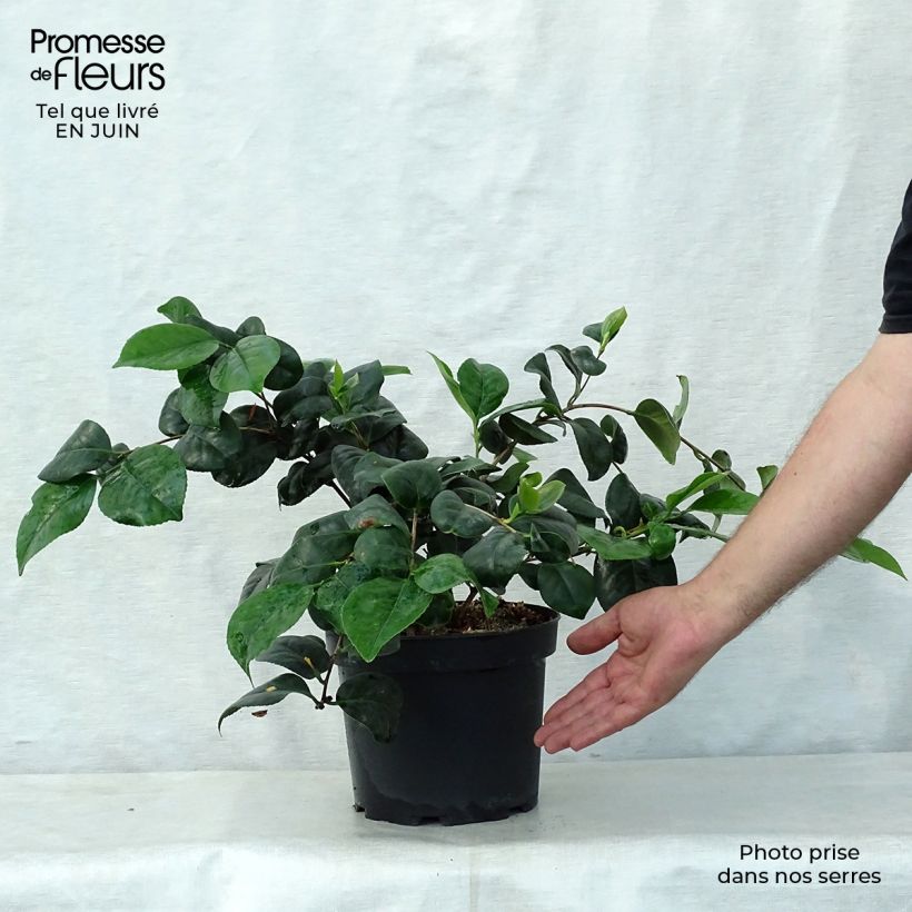 Exemplaar van Camellia japonica Lady Campbell - Japanse camelia Pot van 3 l/4 l zoals geleverd in de zomer