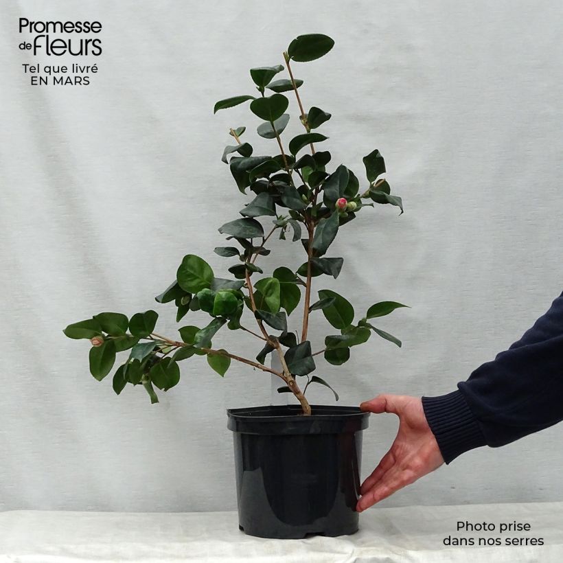 Exemplaar van Camellia japonica Lady Campbell - Japanse camelia Pot van 3 l/4 l zoals geleverd in de lente