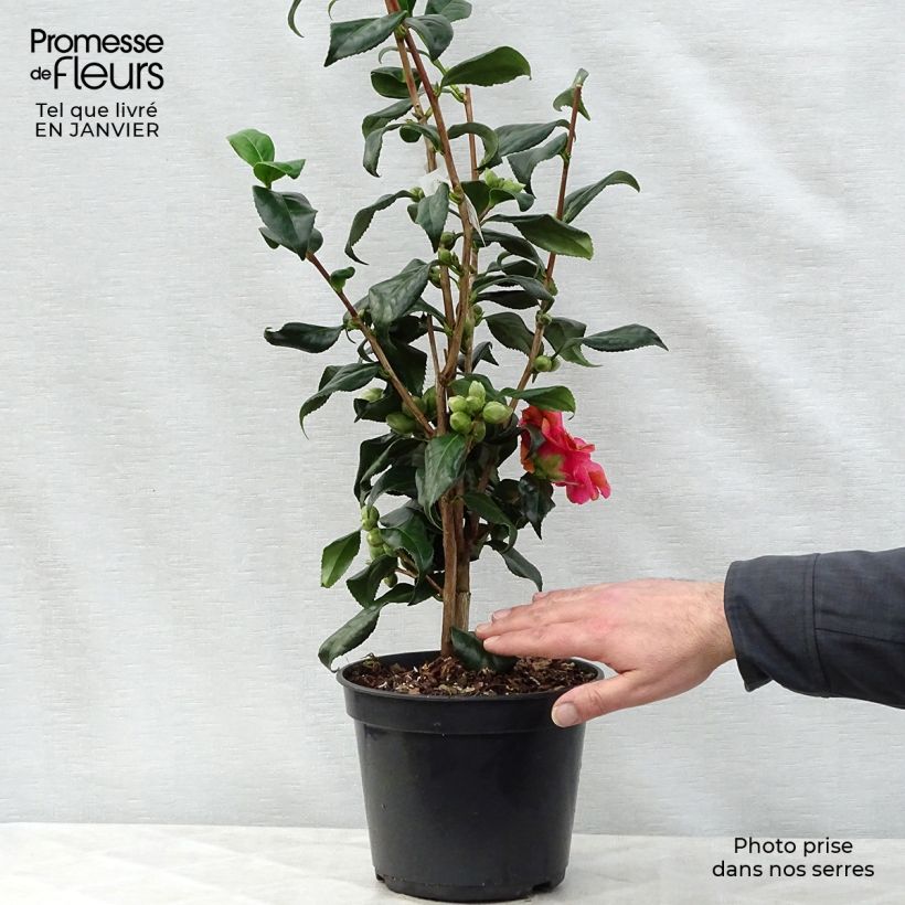 Example of Camélia Lady Vansittart - Camellia japonica Pot van 3 l/4 l as you get in hiver