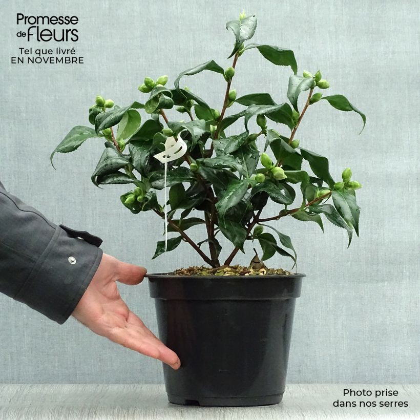 Exemplaar van Camellia japonica Lady Vansittart - Japanse camelia Pot van 3 l/4 l zoals geleverd in de herfst