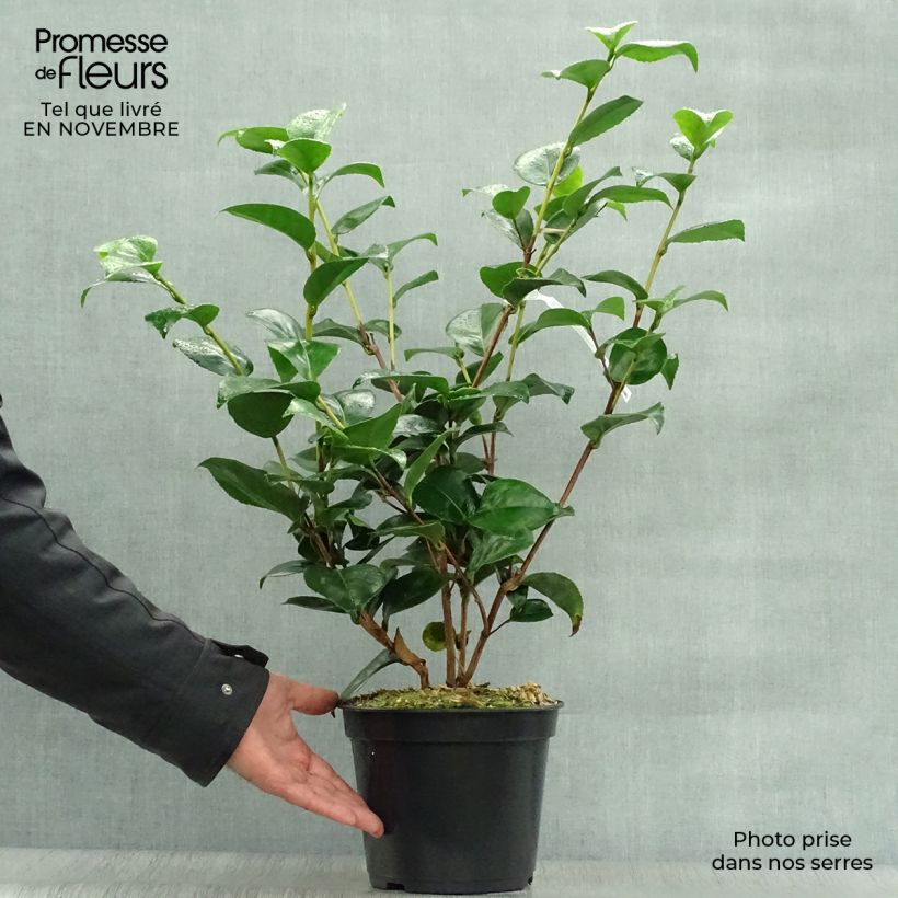 Exemplaar van Camélia Lavinia Maggi - Japanse camelia Pot van 3 l/4 l zoals geleverd in de herfst