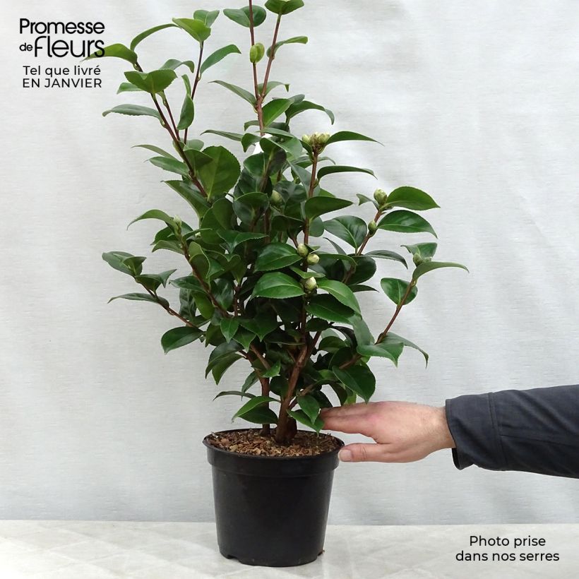 Example of Camélia Lavinia Maggi - Camellia japonica Pot van 3 l/4 l as you get in hiver