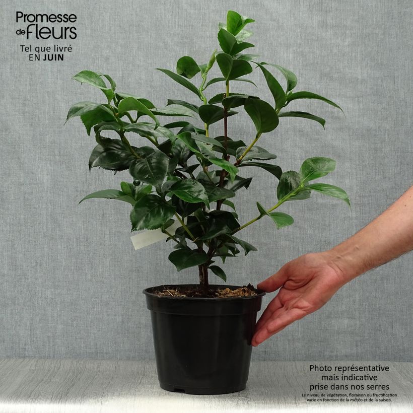 Exemplaar van Camélia Lavinia Maggi - Japanse camelia Pot van 3 l/4 l zoals geleverd in de zomer