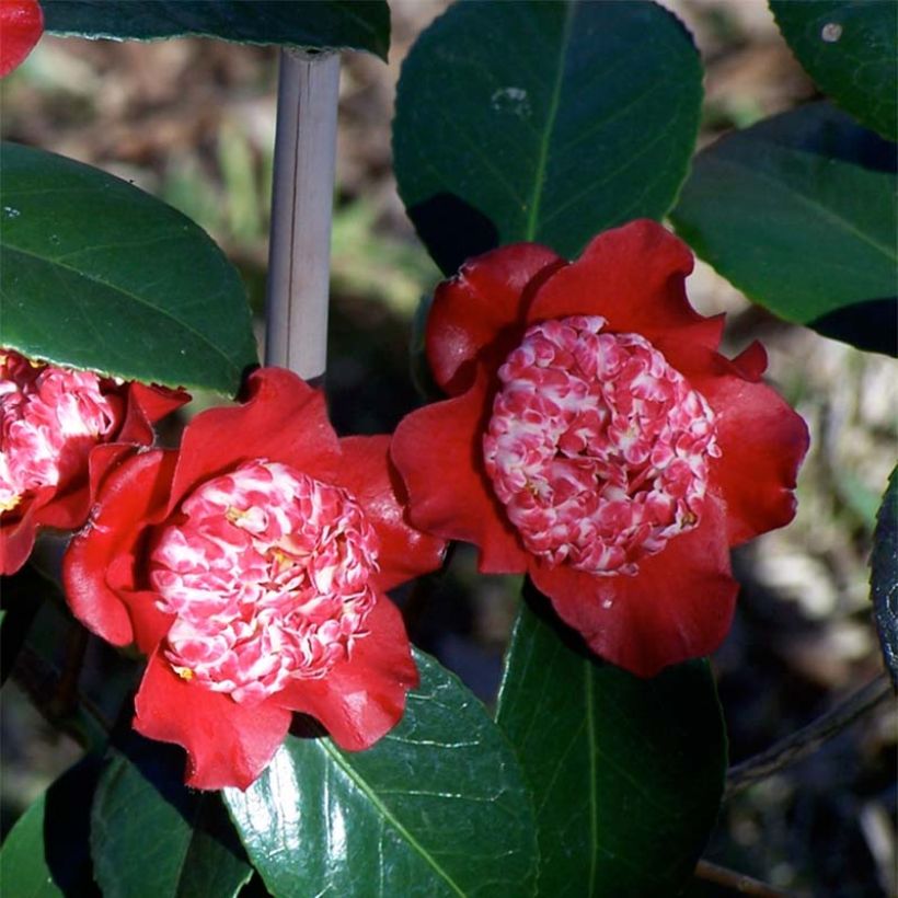 Camellia japonica Lipstick - Japanse camelia (Bloei)