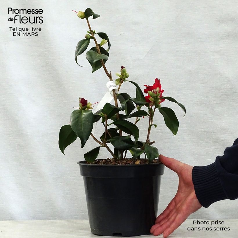 Exemplaar van Camellia japonica Lipstick - Japanse camelia Pot van 4 l/5 l zoals geleverd in de lente