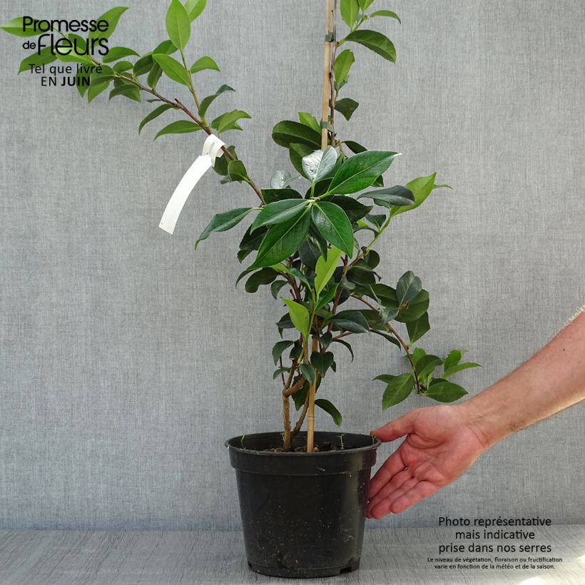 Exemplaar van Camellia x williamsii Lucky Star - Williamsii-camelia Pot van 4 l/5 l zoals geleverd in de zomer