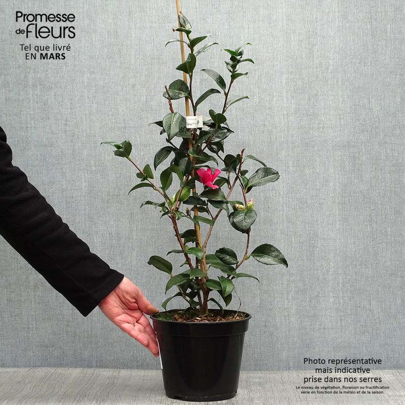 Exemplaar van Camellia x williamsii Lucky Star - Williamsii-camelia Pot van 4 l/5 l zoals geleverd in de lente