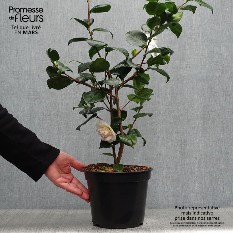 Exemplaar van Camellia japonica Margaret Davis - Japanse camelia Pot van 3 l/4 l zoals geleverd in de lente