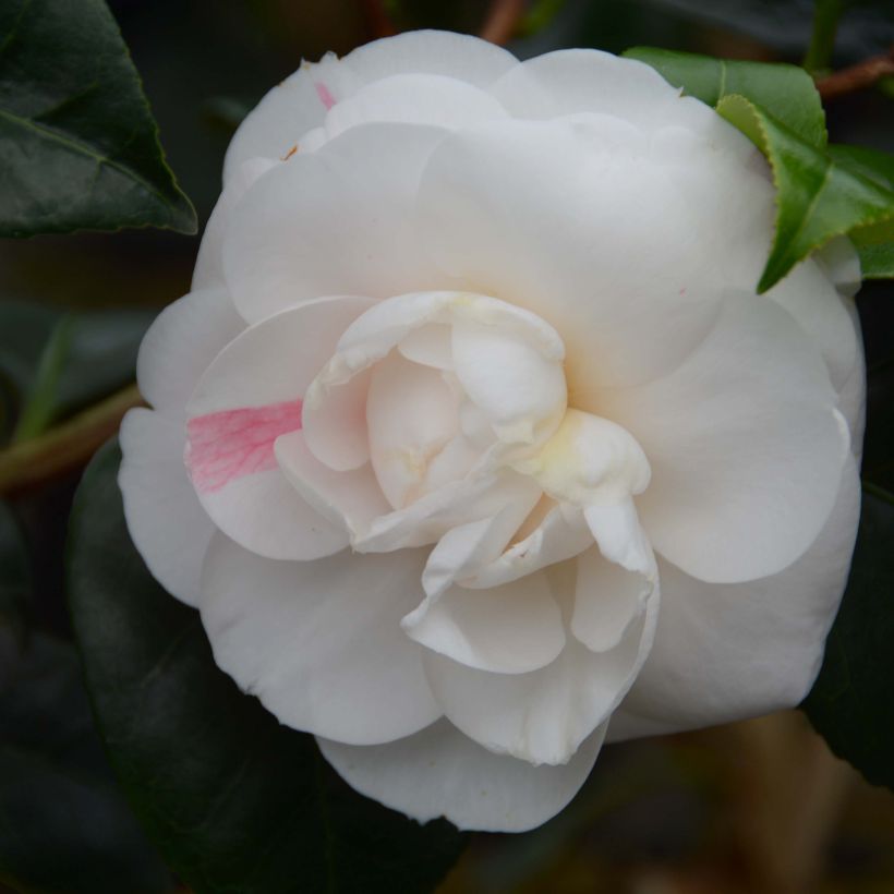 Camellia japonica Montironi - Japanse camelia (Bloei)