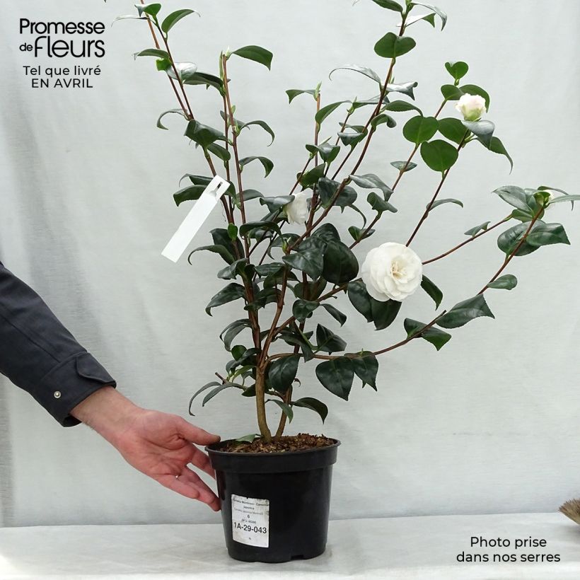 Exemplaar van Camellia japonica Montironi - Japanse camelia Pot van 4 l/5 l zoals geleverd in de lente