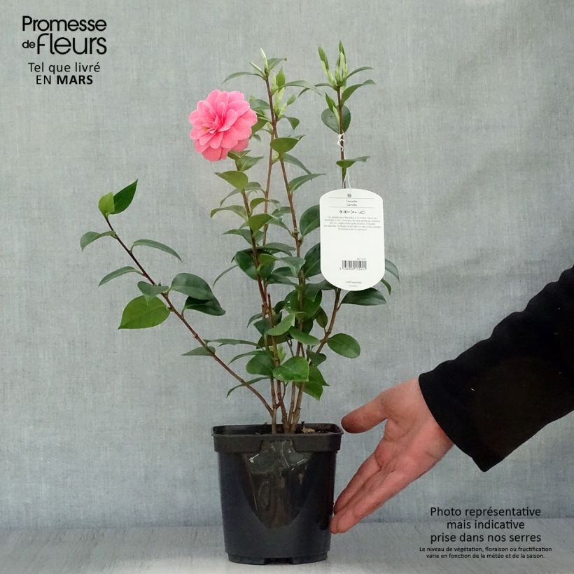 Exemplaar van Camellia japonica Mrs Tingley - Japanse camelia Pot van 3 l/4 l zoals geleverd in de lente