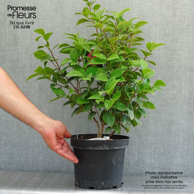 Exemplaar van Camellia japonica Mrs Tingley - Japanse camelia Pot van 3 l/4 l zoals geleverd in de zomer