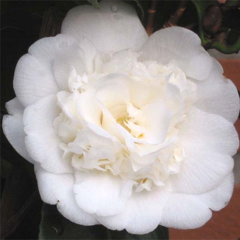 Camellia japonica Nobilissima - Japanse camelia (Flowering)