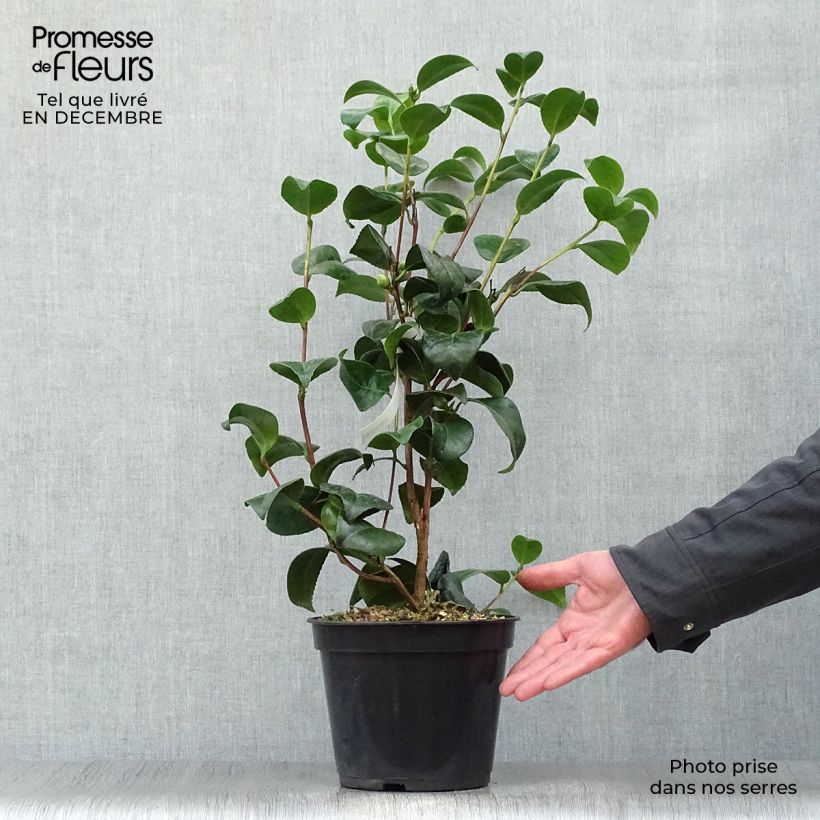 Example of Camélia Nobilissima - Camellia japonica  Pot van 4 l/5 l as you get in hiver