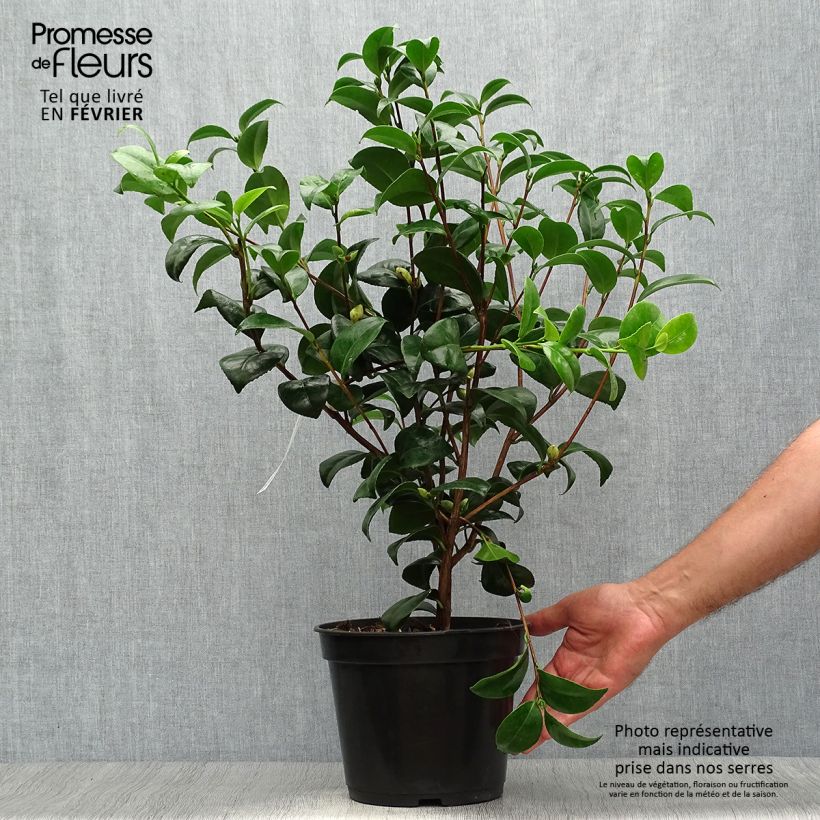Exemplaar van Camellia japonica Nobilissima - Japanse camelia Pot van 4 l/5 l zoals geleverd in de herfst