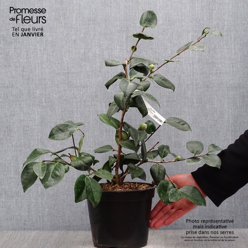 Example of Camélia Okan - Camellia japonica de Higo Pot van 4 l/5 l as you get in hiver