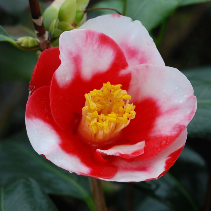 Camellia japonica Robert Lasson - Japanse camelia (Flowering)