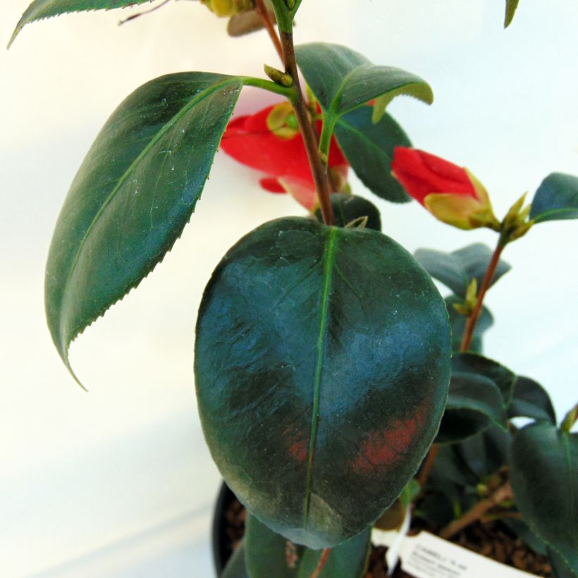 Camellia japonica Robert Lasson - Japanse camelia (Foliage)