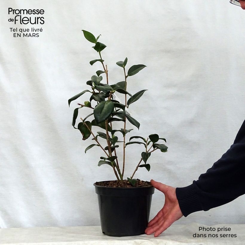 Example of Camélia Robert Lasson - Camellia japonica Pot van 4 l/5 l as you get in printemps
