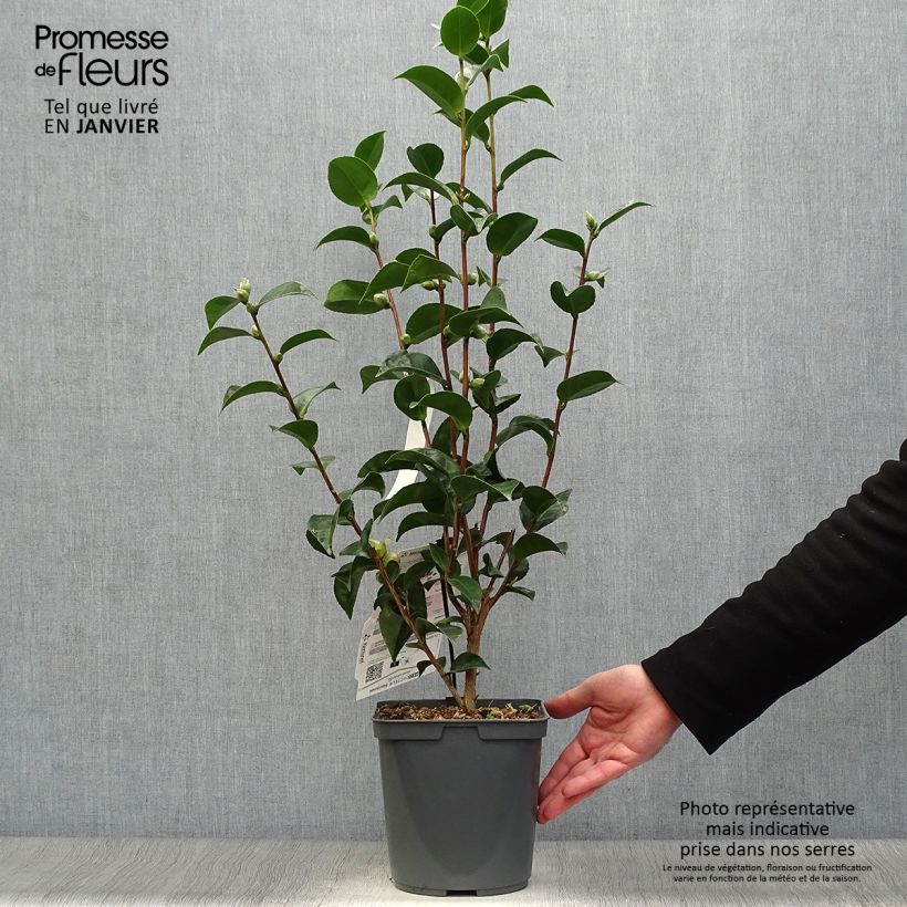 Example of Camélia Roger Hall - Camellia japonica Pot van 3 l/4 l as you get in hiver