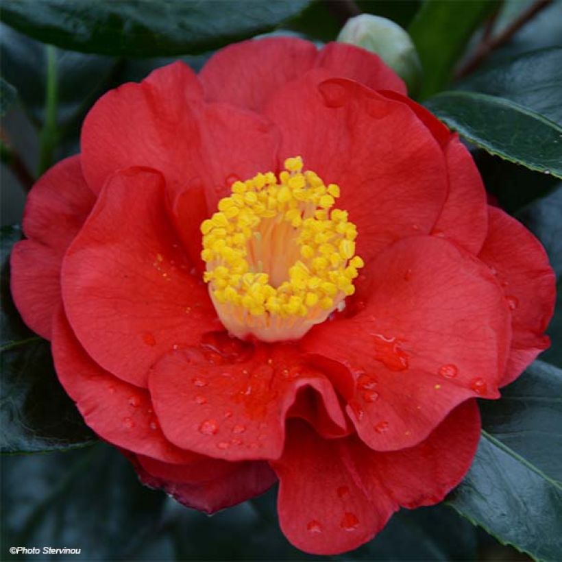 Camellia japonica San dimas - Japanse camelia (Flowering)