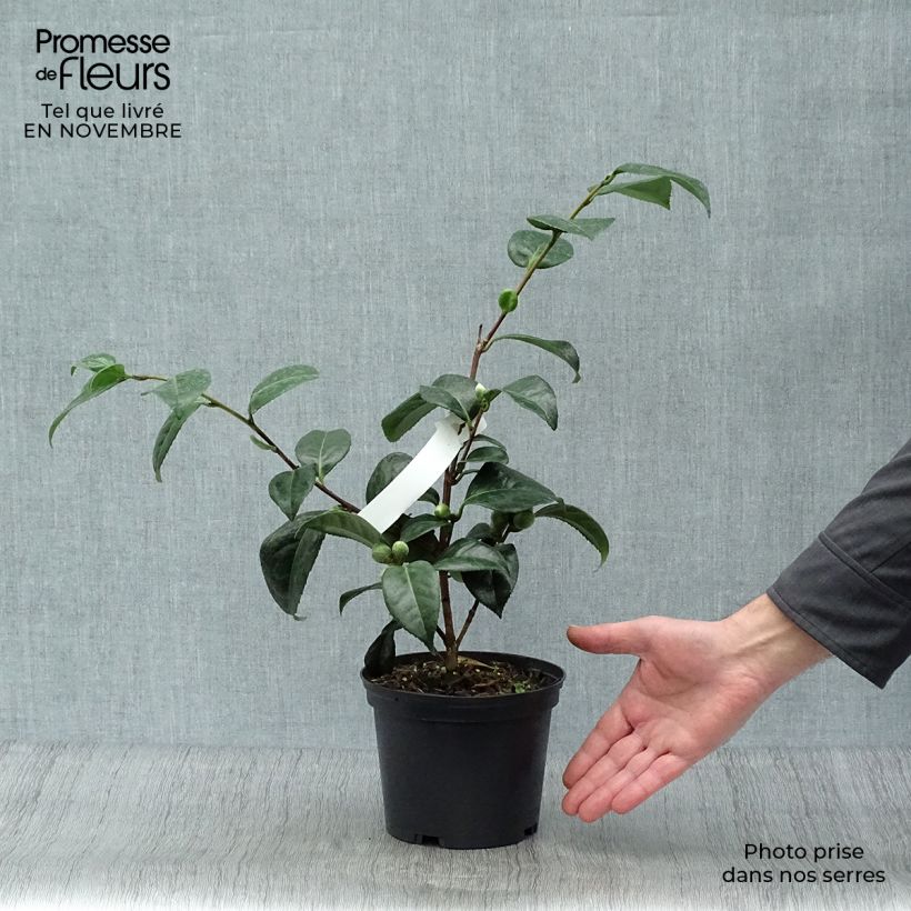 Exemplaar van Camellia japonica San dimas - Japanse camelia Pot van 2 l/3 l zoals geleverd in de herfst