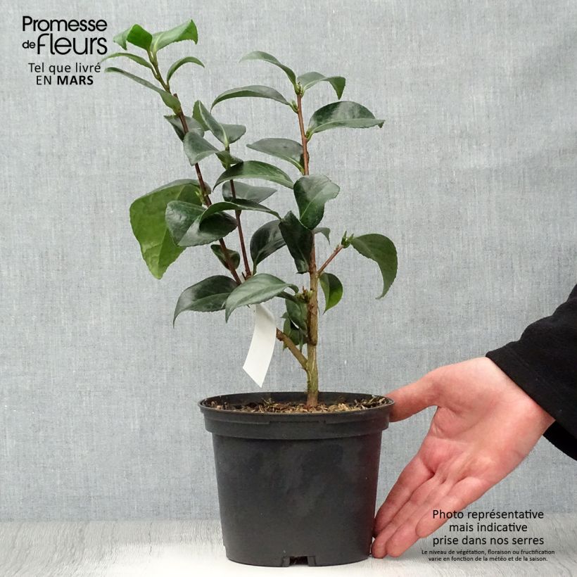 Exemplaar van Camellia japonica San dimas - Japanse camelia Pot van 2 l/3 l zoals geleverd in de lente