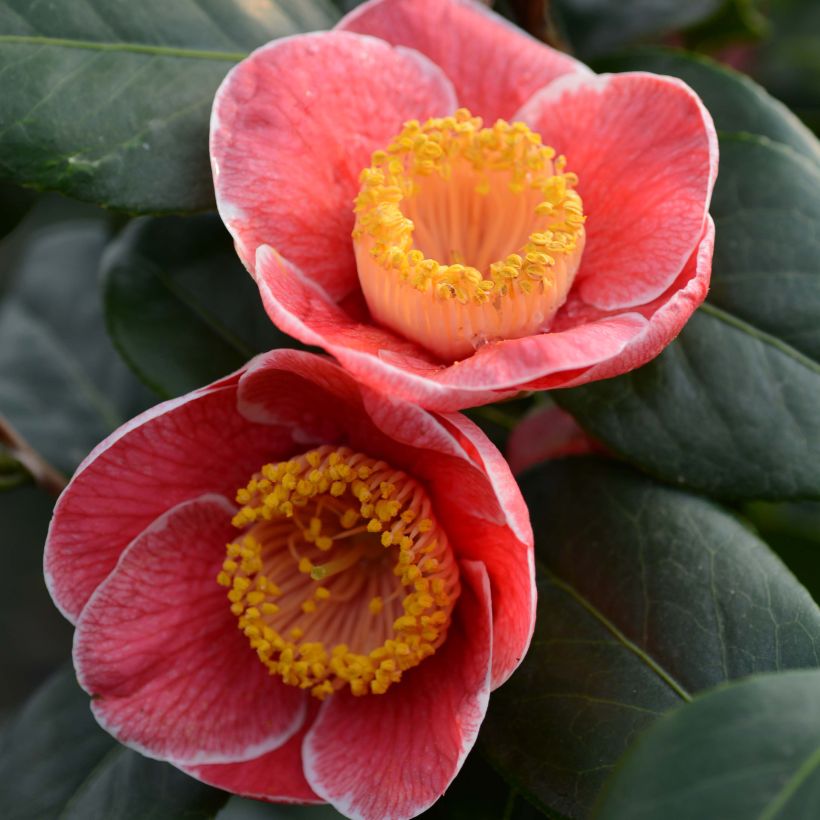Camellia japonica Sanpei Tsubaki - Japanse camelia (Flowering)